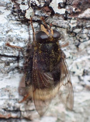 Réf. 327 610 : Criorhina ranunculi